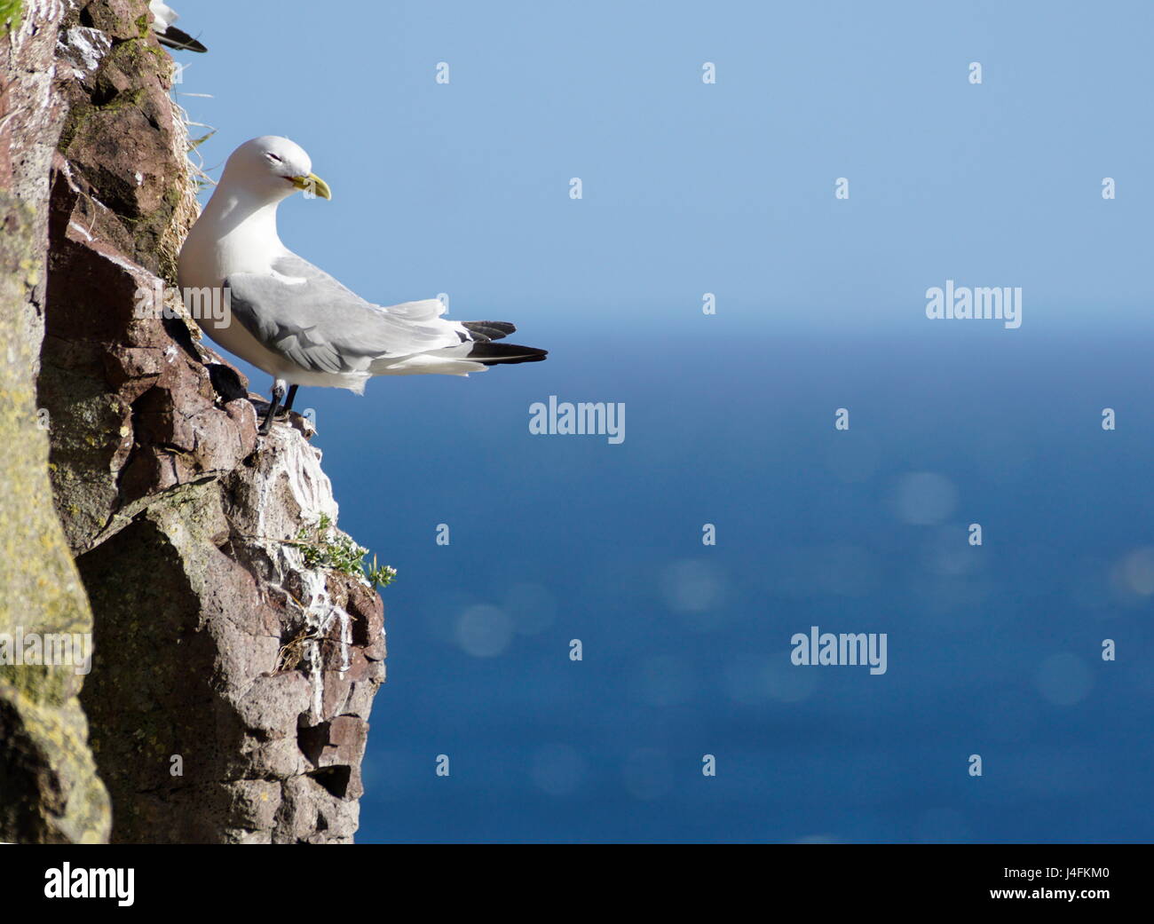 Mouette tridactyle (Rissa tridactyla) face à la mer Banque D'Images