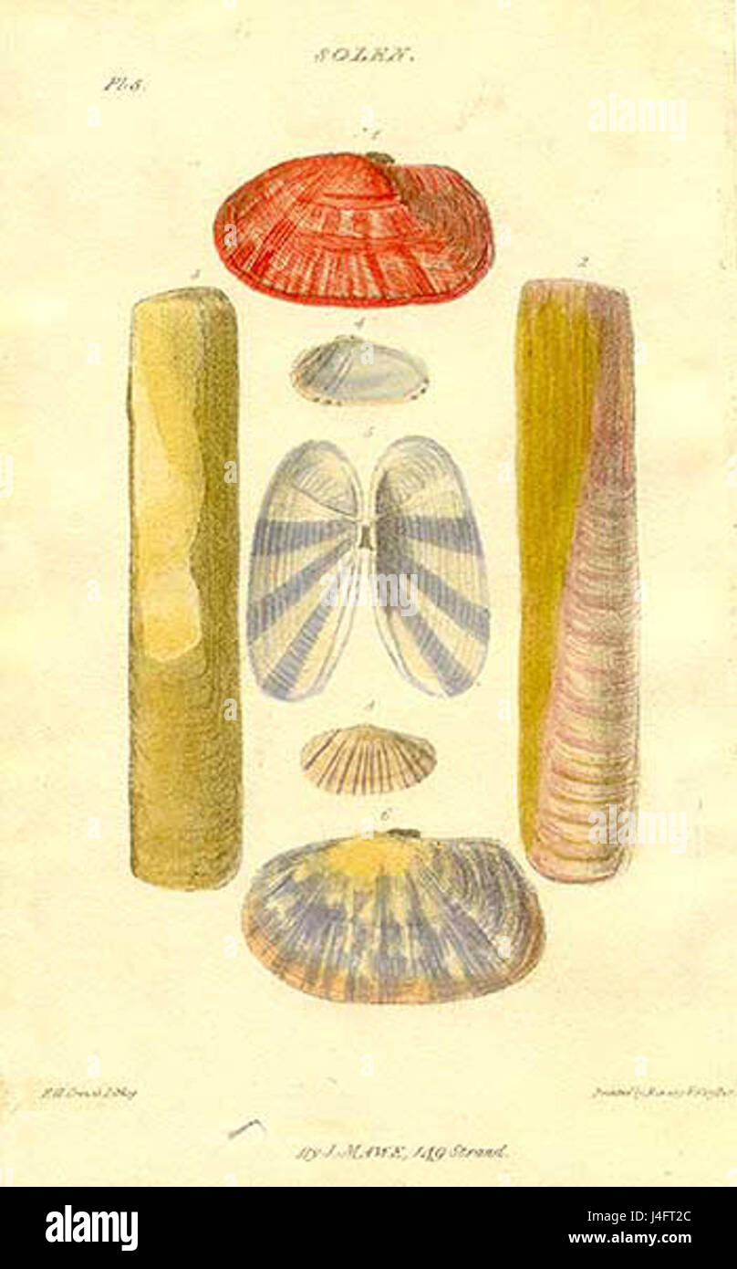Manche de couteau ou rasoir coquilles Banque D'Images