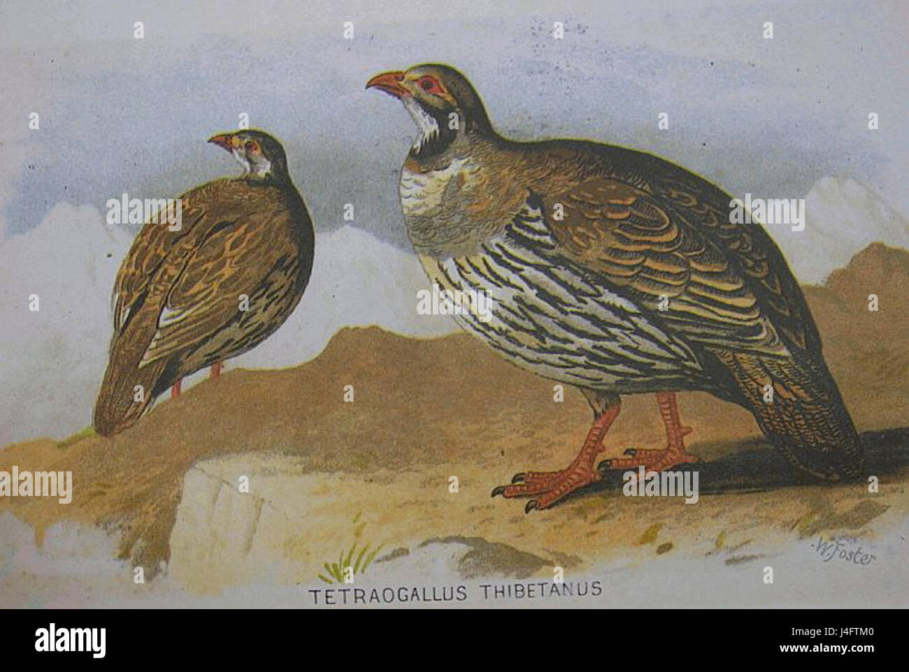 Une espèce d'oiseau, Tetraogallus tibetanus, communément appelé le coq des neiges tibétain, originaire des régions montagneuses du Tibet. Banque D'Images