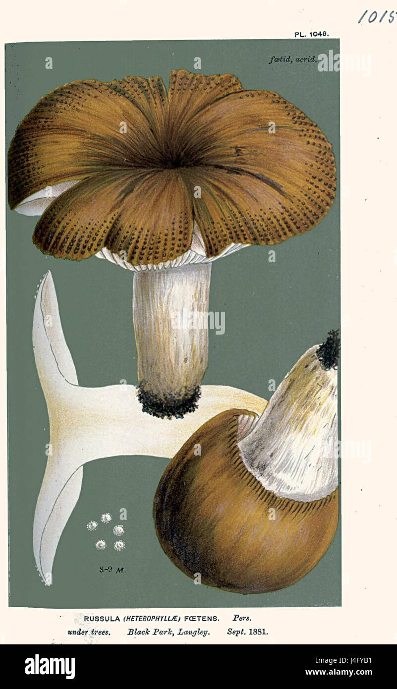 Russula foetens Banque D'Images