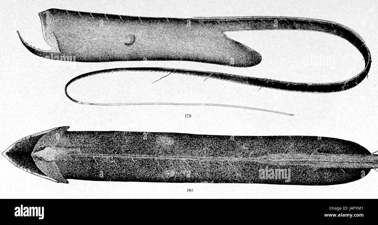 Il s'agit d'une illustration ou d'un dessin de l'espèce de poisson Saccopharynx ampullaceus, montrant probablement ses caractéristiques anatomiques distinctives. Banque D'Images