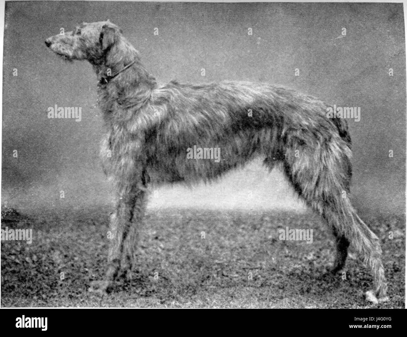Le chien courant écossais est une grande race de chien élevé à l'origine pour la chasse au cerf en Écosse. Connu pour sa vitesse, sa force et sa douceur, il reste une race prisée des temps modernes, à la fois comme compagnon et dans des compétitions comme les expositions canines. Banque D'Images