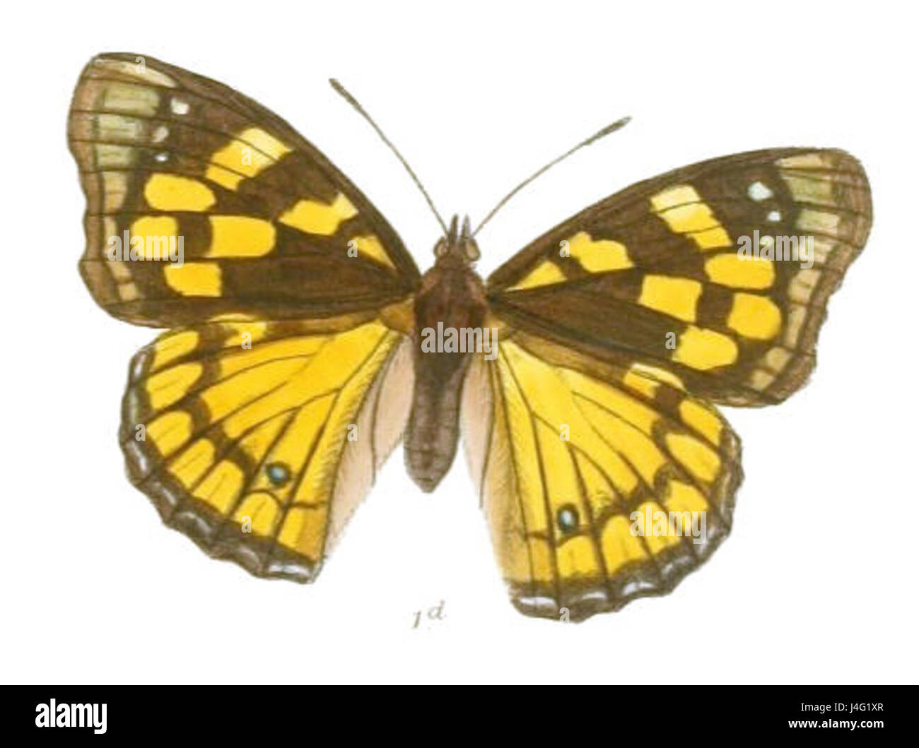 Sephisa Dichroa est une espèce de papillon appartenant à la famille des Lycaenidae. Ce papillon est connu pour sa coloration distinctive et est originaire d'Asie du Sud-est, en particulier dans les forêts tropicales et subtropicales. Banque D'Images