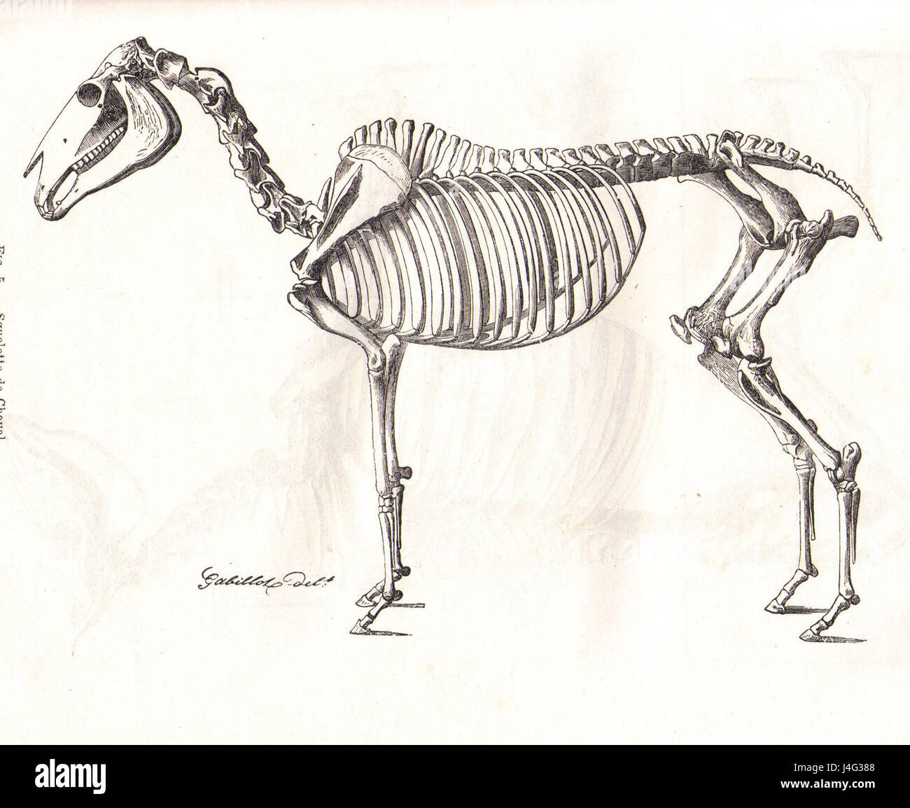 Cette illustration présente la structure squelettique d'un cheval, mettant en valeur ses os et ses caractéristiques anatomiques. Le diagramme offre un aperçu détaillé de l'anatomie équine, en se concentrant particulièrement sur le système squelettique du cheval. Banque D'Images