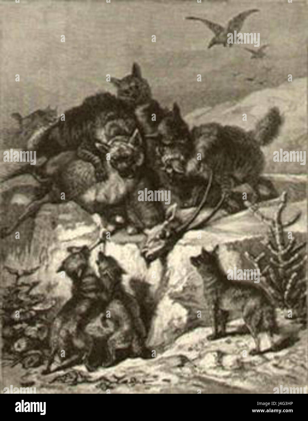 Hyène rayée food fight Banque D'Images Hyène rayée food fight Banque D'Images