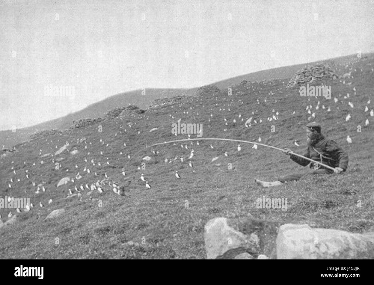 Kilda est un archipel écossais connu pour sa faune unique, y compris les macareux. Les macareux sur Kilda sont observés chassant à la nourriture dans leur habitat naturel, mettant en valeur leur comportement et leur adaptation à l’environnement. Banque D'Images