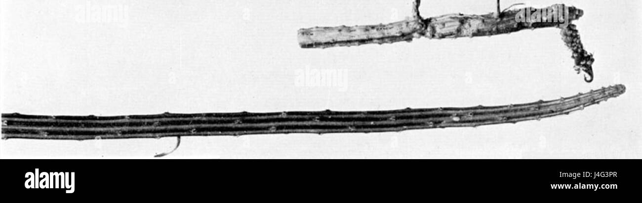 Selenicereus murrillii Banque D'Images