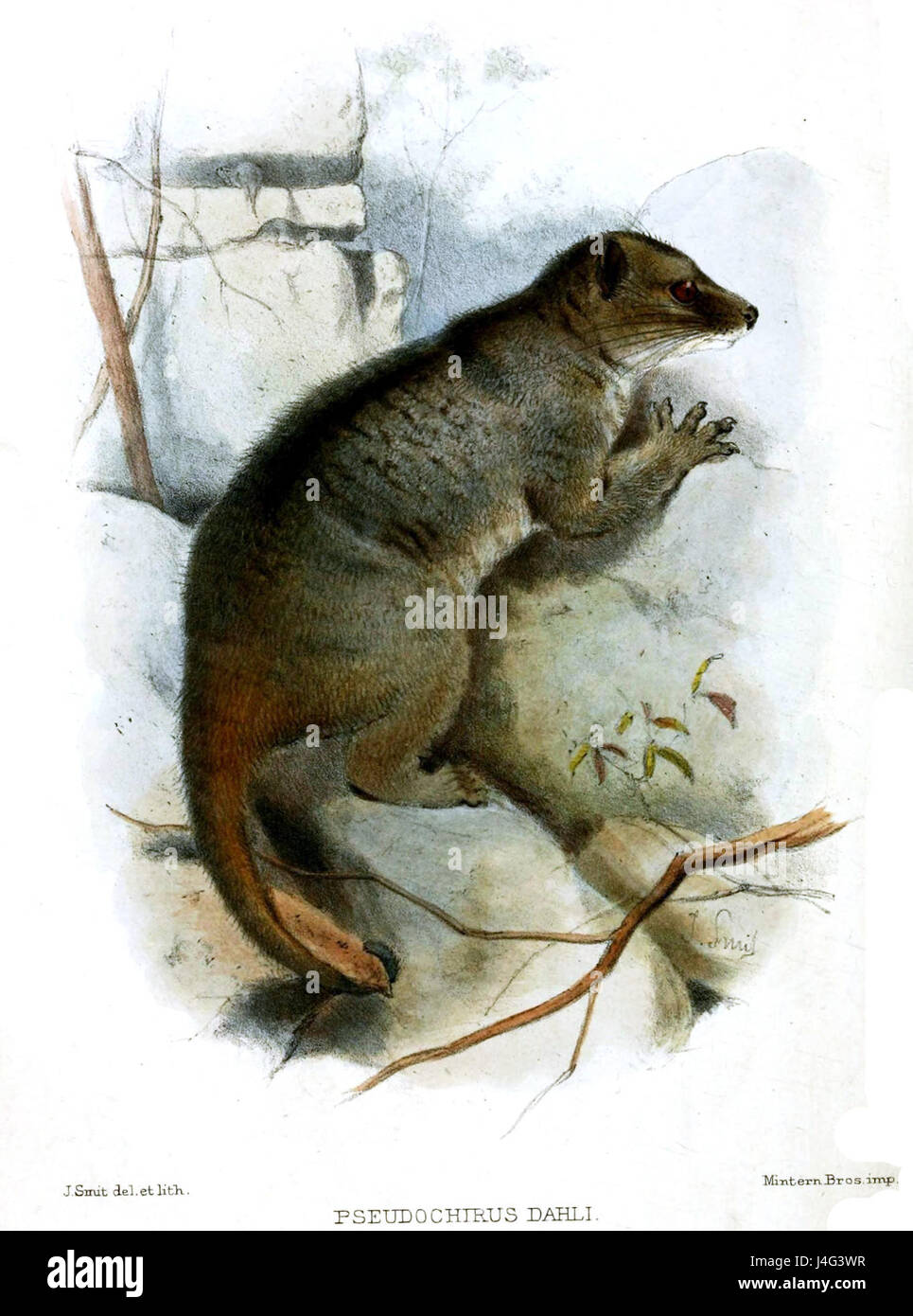 Dahli smit.Pseudochirus Banque D'Images
