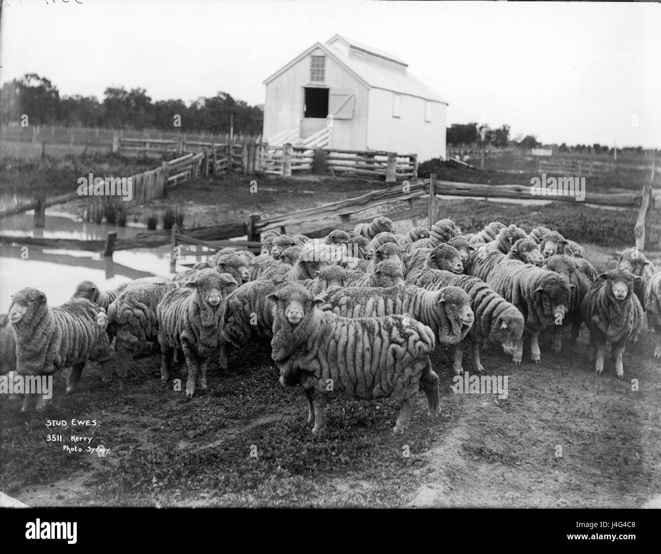 La collection du Powerhouse Museum comprend une variété d'objets agricoles, y compris des haras. Ces animaux représentent un élément clé de l'accent mis par le musée sur la vie rurale australienne et l'agriculture. Banque D'Images
