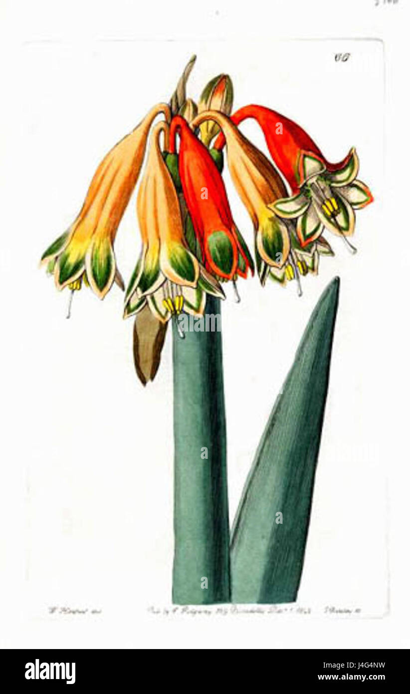 Sydenham Edwards66 Banque D'Images