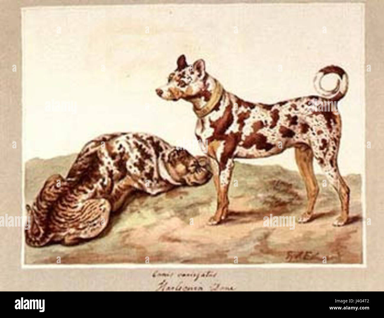 Sydenham Edwards03 Banque D'Images