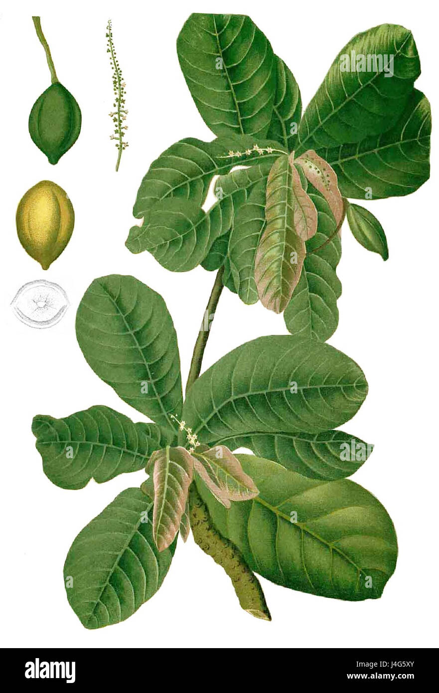 Cette image montre une vue rognée de Terminalia catappa, également connu sous le nom d'amandier tropical, une espèce originaire des régions côtières d'Asie et du Pacifique. L'arbre est reconnu pour ses larges feuilles et ses fruits distinctifs, couramment utilisés en médecine traditionnelle. Banque D'Images