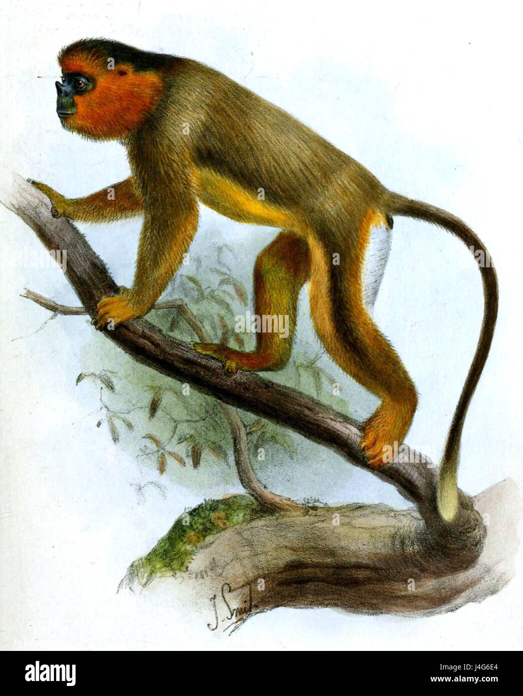 Cette entrée fait référence à la classification scientifique de Rhinopithecus roxellanae, également connu sous le nom de singe doré à nez griffé, une espèce de primate trouvée en Chine. Banque D'Images