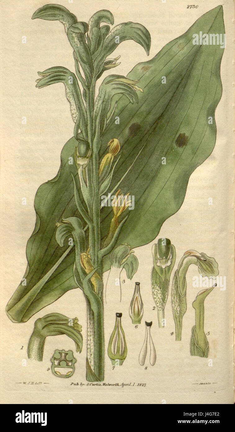 Sarcoglottis grandiflora (comme Neottia grandiflora) Curtis' 54 (N.-É.) 1) pl. 2730 (1827) Banque D'Images