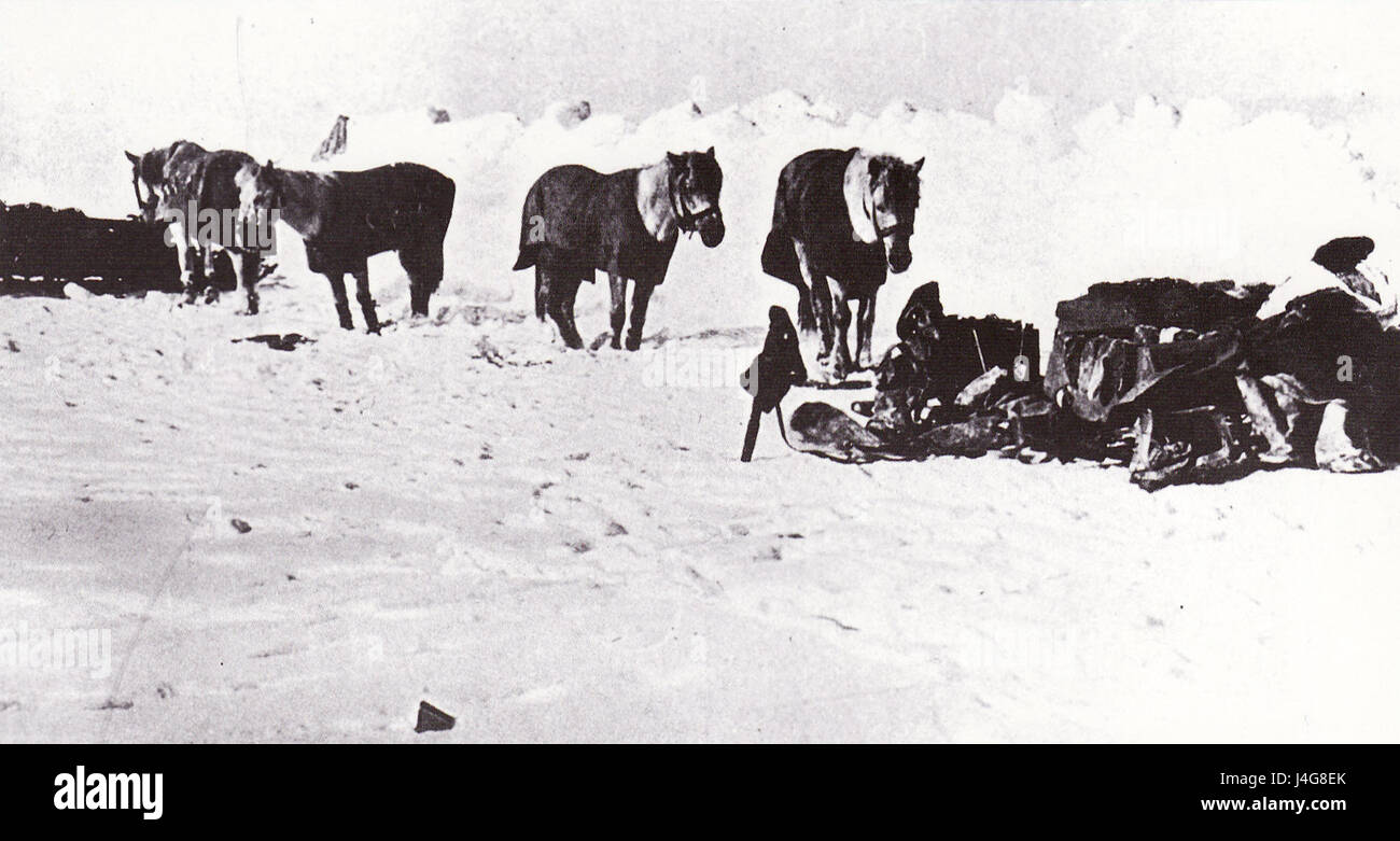 Poneys de Sibérie de l'expédition Terra Nova Banque D'Images