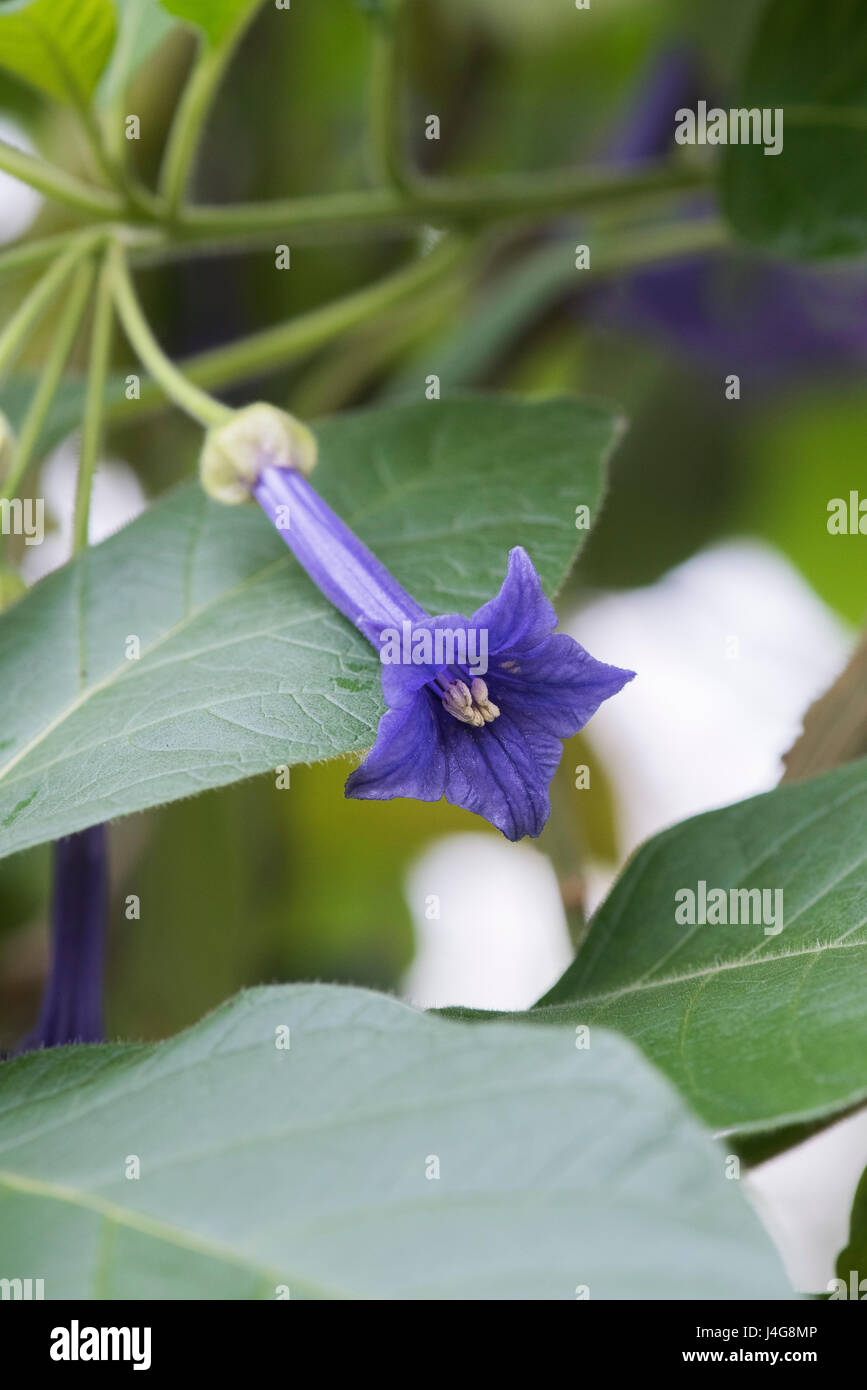 Iochroma grandiflorum fleurs Banque D'Images