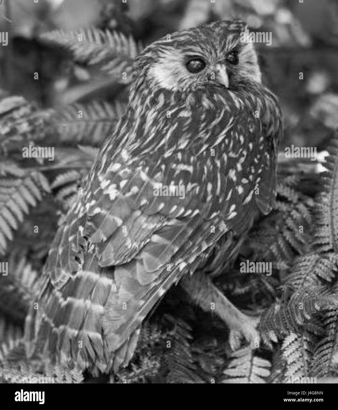 Albifacies Sceloglaux albifacies Banque D'Images