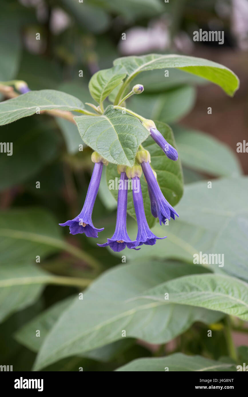 Iochroma grandiflorum fleurs Banque D'Images