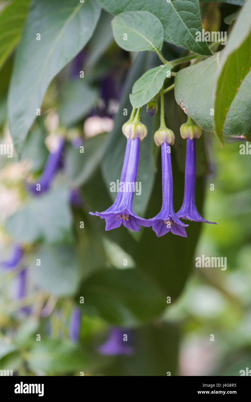 Iochroma grandiflorum fleurs Banque D'Images