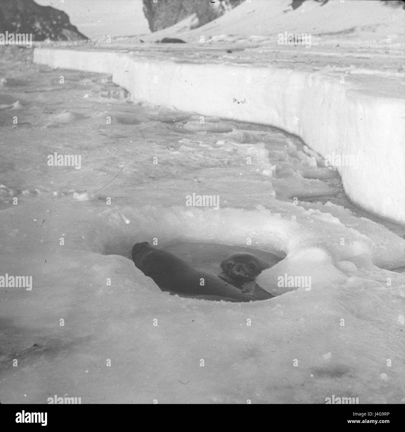 Shackleton Nimrod 78 fait probablement référence à une image ou à un document lié à l'expédition historique *Nimrod* dirigée par Ernest Shackleton, axée sur l'exploration antarctique. Banque D'Images