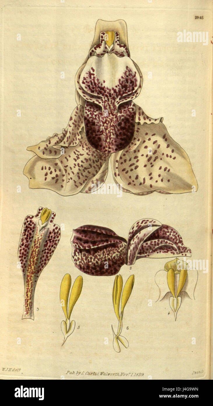 Stanhopea insignis est une espèce d'orchidée décrite dans Curtis Botanical Magazine, 1829. L'illustration détaillée présente les caractéristiques uniques de cette variété d'orchidées. Banque D'Images