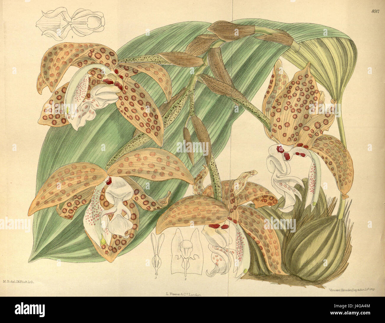 Stanhopea jenischiana grandiflora (Reichb.) Curtis pl 8517 Banque D'Images