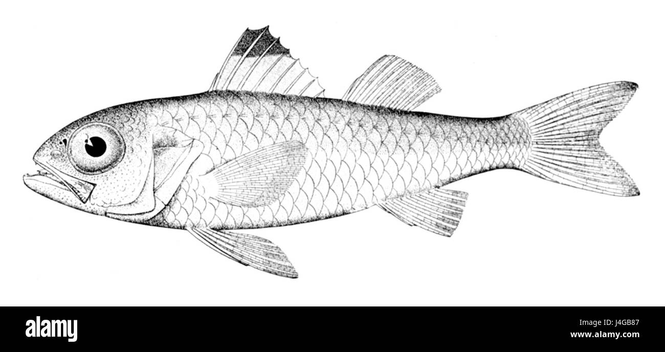 Synagrops bellus Banque D'Images