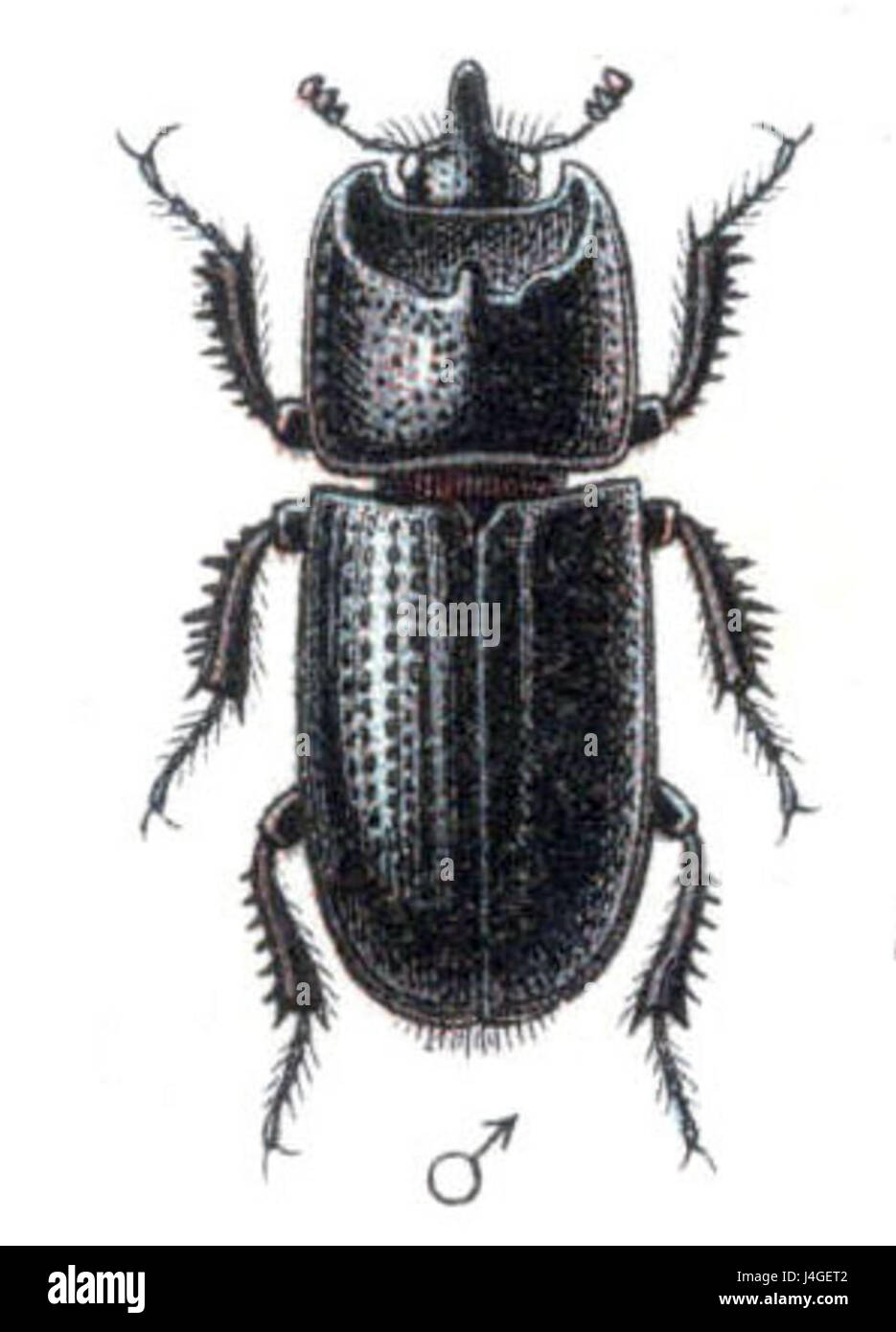 Sinodendron cylindricum Banque D'Images