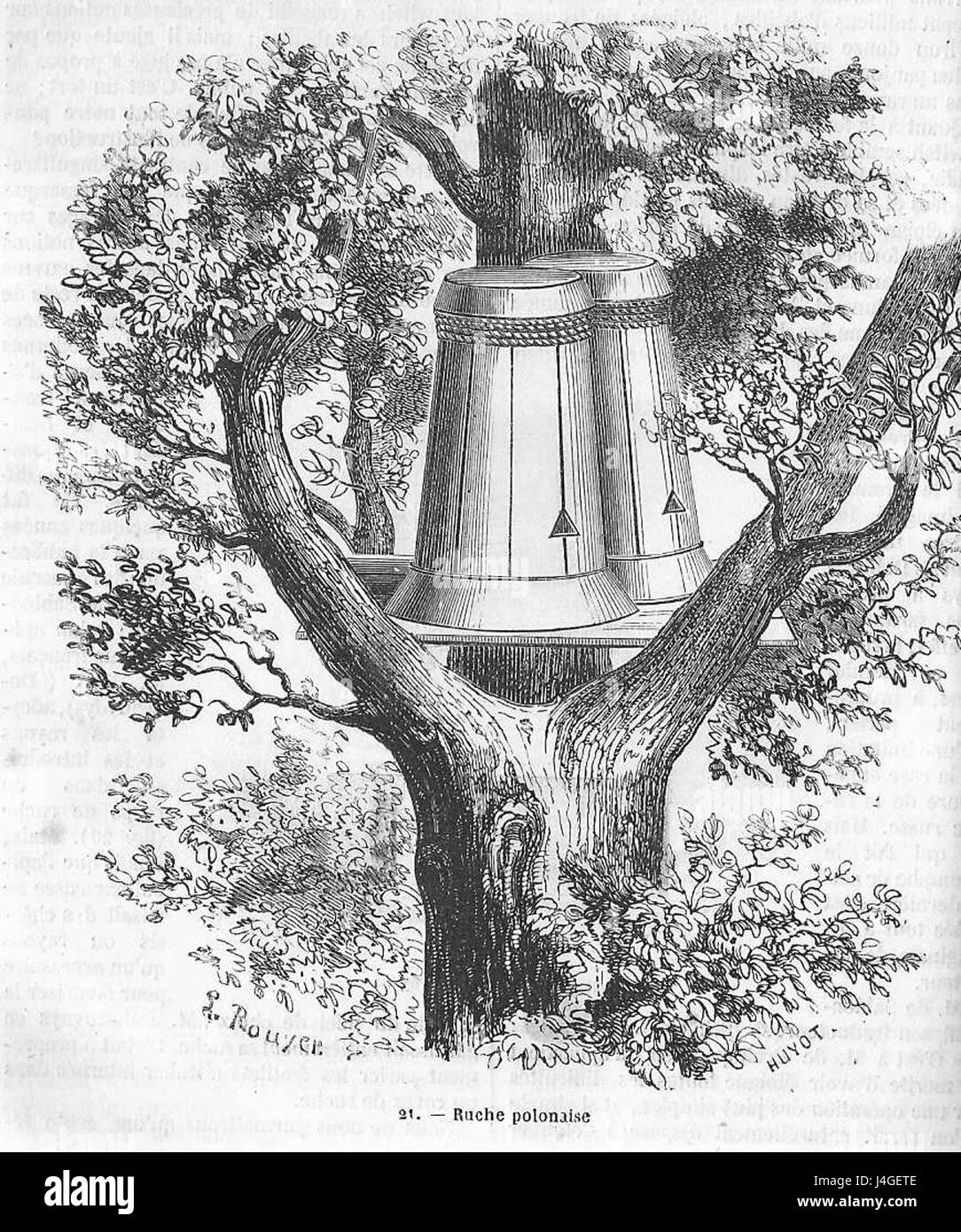 La ruche polonaise est une ruche traditionnelle installée dans des troncs d'arbres, pratiquée depuis le XVIᵉ siècle dans la région de Polésie, au sud de la Biélorussie. Cette méthode apicole vise à recréer les conditions de vie naturelles des abeilles, en préservant leur cycle biologique sans production intensive de miel. Banque D'Images La ruche polonaise est une ruche traditionnelle installée dans des troncs d'arbres, pratiquée depuis le XVIᵉ siècle dans la région de Polésie, au sud de la Biélorussie. Cette méthode apicole vise à recréer les conditions de vie naturelles des abeilles, en préservant leur cycle biologique sans production intensive de miel. Banque D'Images
