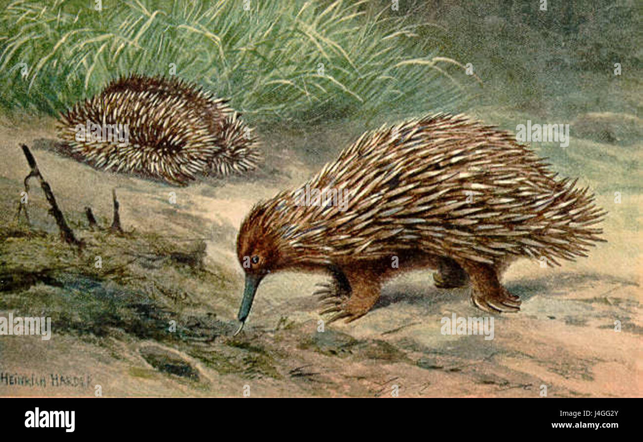 L'échidna à bec court est un mammifère épineux trouvé en Australie et en Nouvelle-Guinée. Il est connu pour ses épines distinctives, ses habitudes de terrassement et sa reproduction par ponte, ce qui en fait l'un des rares monotrèmes au monde. Banque D'Images