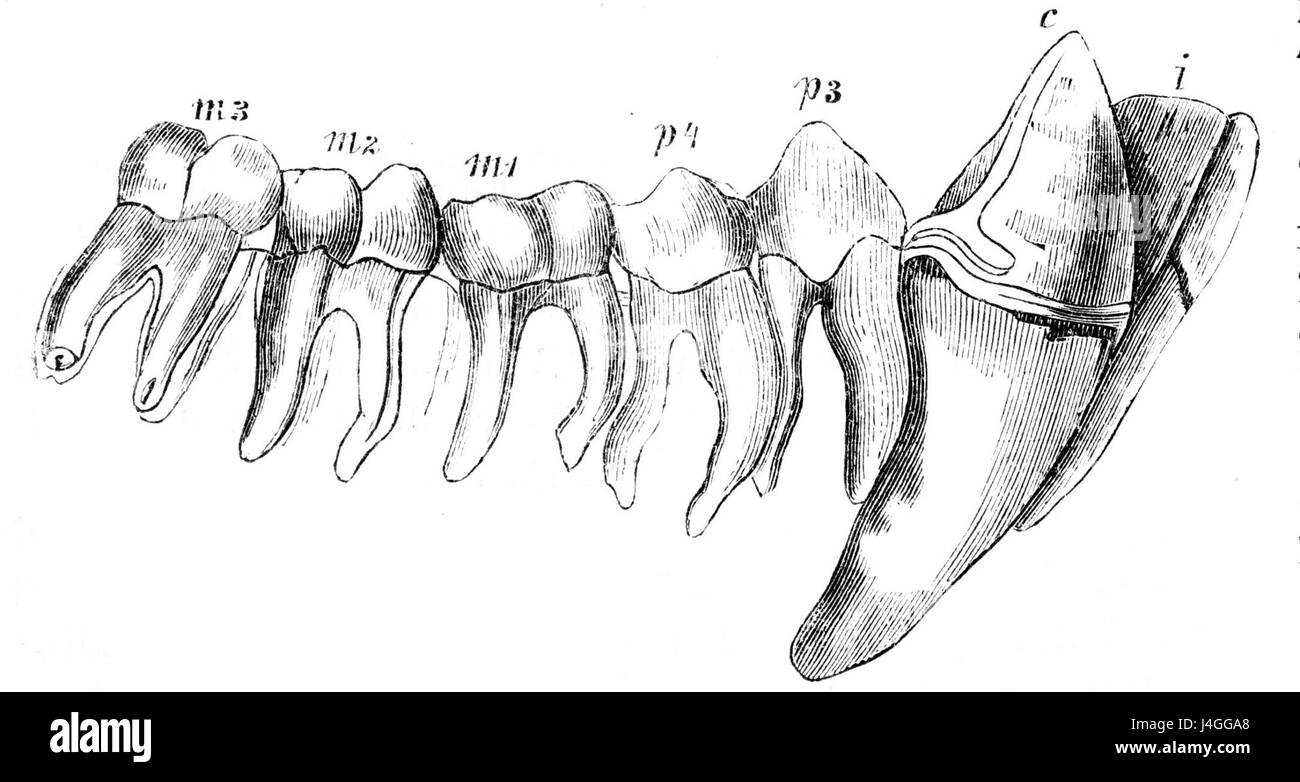Ce titre fait référence à un dessin scientifique ou artistique de la mâchoire inférieure (unterkiefer) d'un chimpanzé (Schimpanse). Il fait probablement partie d'une étude ou d'une illustration liée à l'anatomie des primates ou à la biologie comparée. Banque D'Images