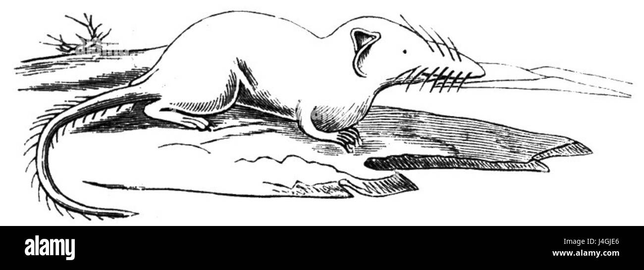 Mittellaendische Spitzmaus dimensions Banque D'Images