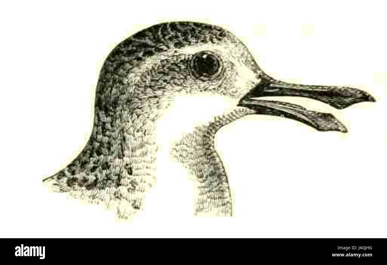 Le Sandpiper à bec de cuillère (Calidris pygmaea) est un petit échassier en danger critique d'extinction connu pour son bec unique en forme de cuillère. Originaire des zones côtières de l’Asie de l’est, il est confronté à de graves menaces en raison de la perte d’habitat et des changements climatiques. Des efforts de conservation sont en cours pour protéger cette espèce. Banque D'Images