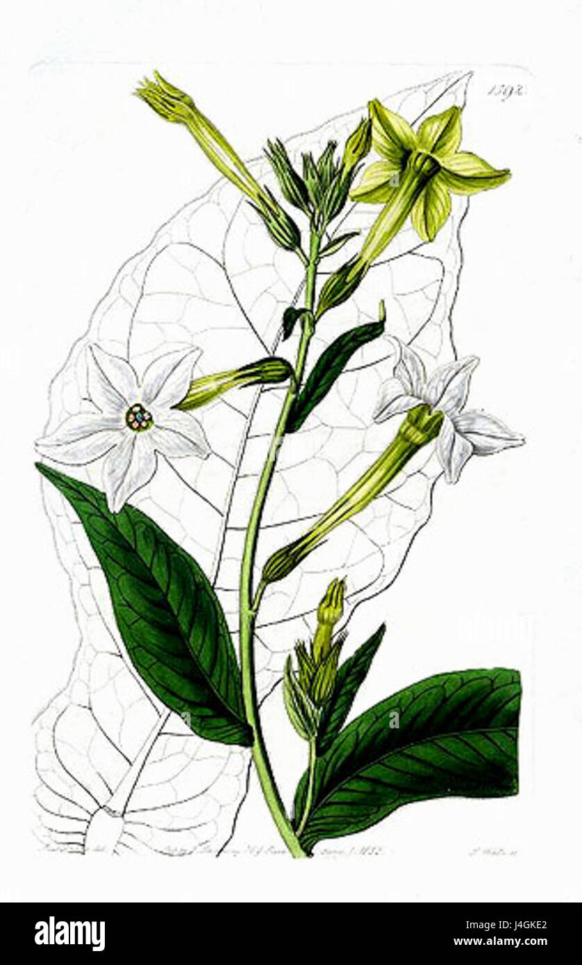 Sydenham Edwards1592 Banque D'Images