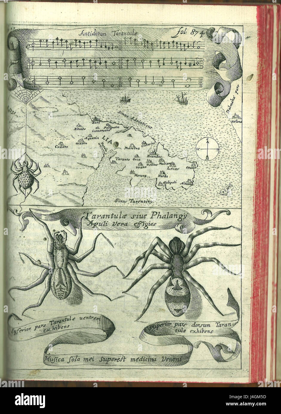Athanasius Kircher (Tarantella) Banque D'Images