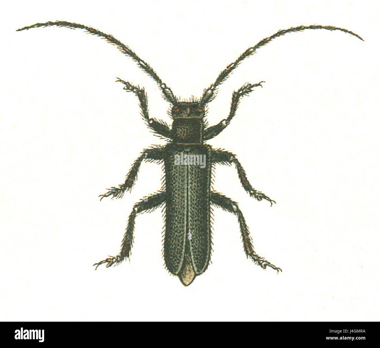 Stenostola ferrea est une espèce de coléoptère de la famille des Cerambycidae. Cet insecte est connu pour son exosquelette métallique fort et se trouve dans les régions tropicales. Il joue un rôle dans les écosystèmes locaux, contribuant au processus de décomposition. Banque D'Images