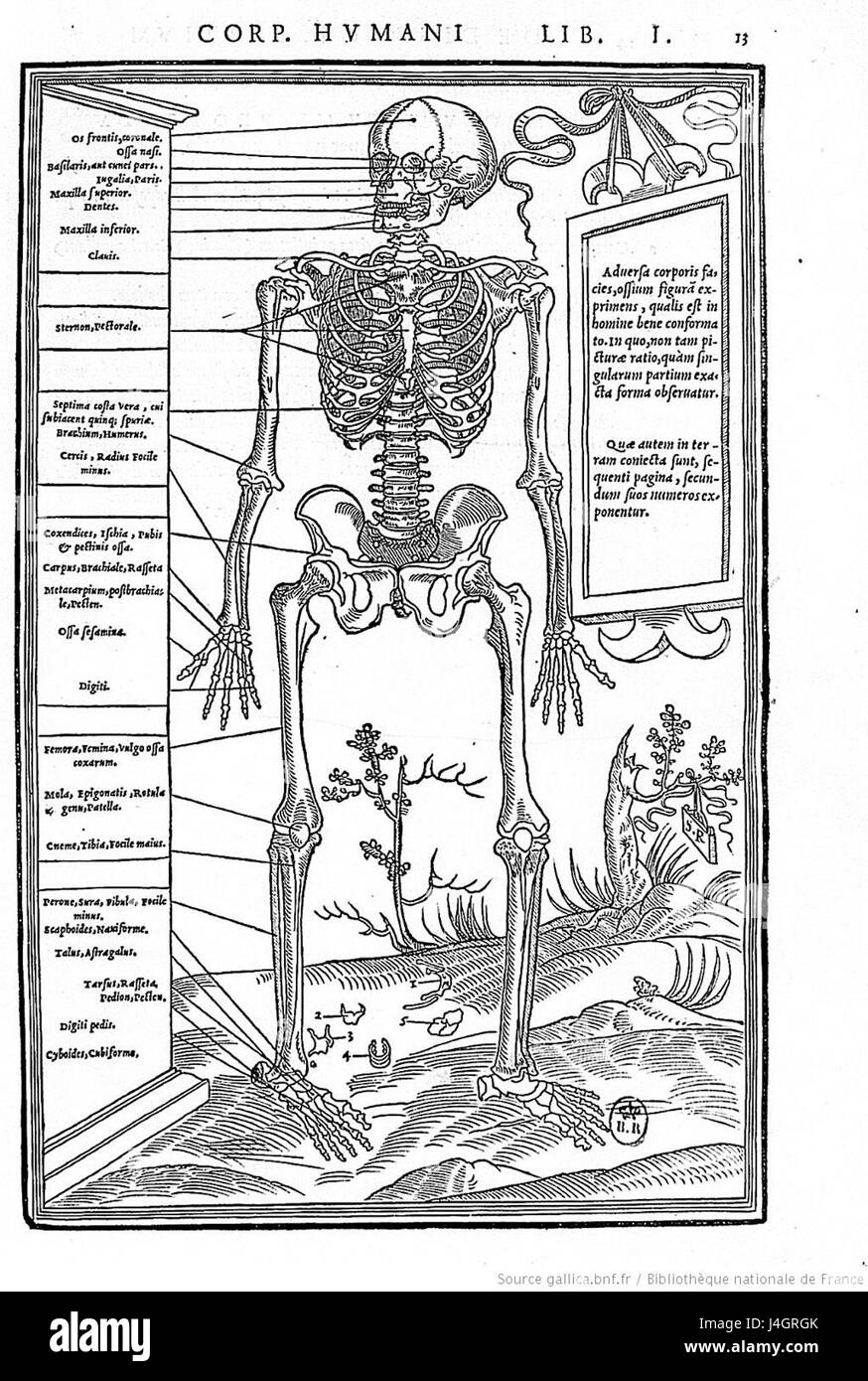 Cette image intitulée 'squelette humain' de Mercure Jollat montre un squelette humain, probablement issu d'une étude anatomique ou scientifique. Le travail contribue à la compréhension de l'anatomie humaine. Banque D'Images