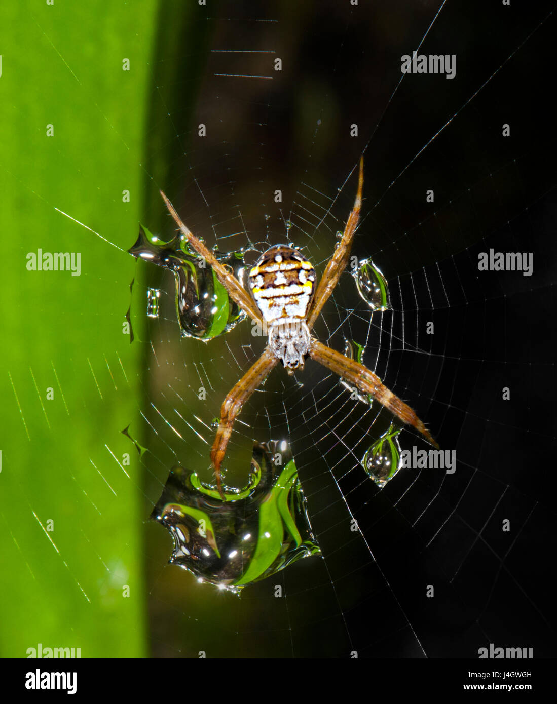 St Andrew's Cross (Argiope keyserlingi araignée) avec les gouttelettes d'eau pris sur son dos, l'extrême nord du Queensland, Australie, Queensland, FNQ Banque D'Images