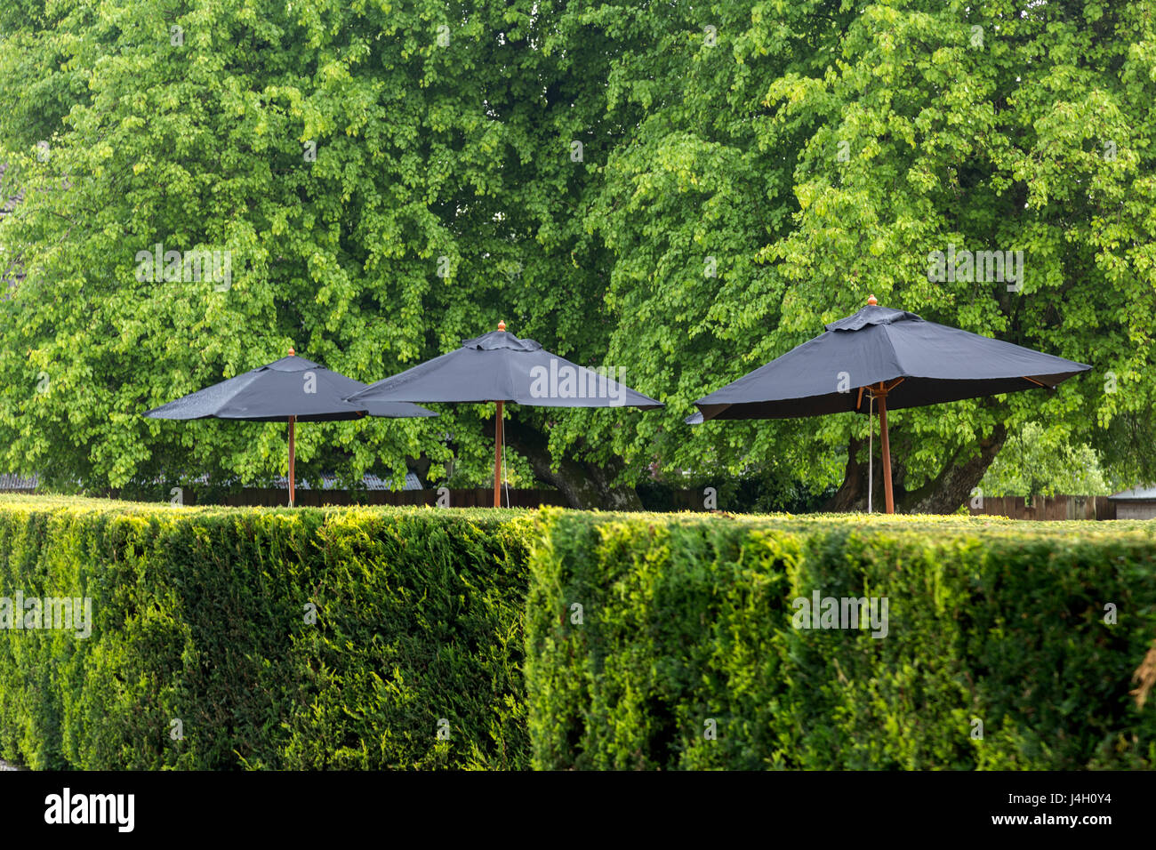 Façonnés avec soin leylandii haie avec des parasols de jardin - Cupressus × leylandii Banque D'Images