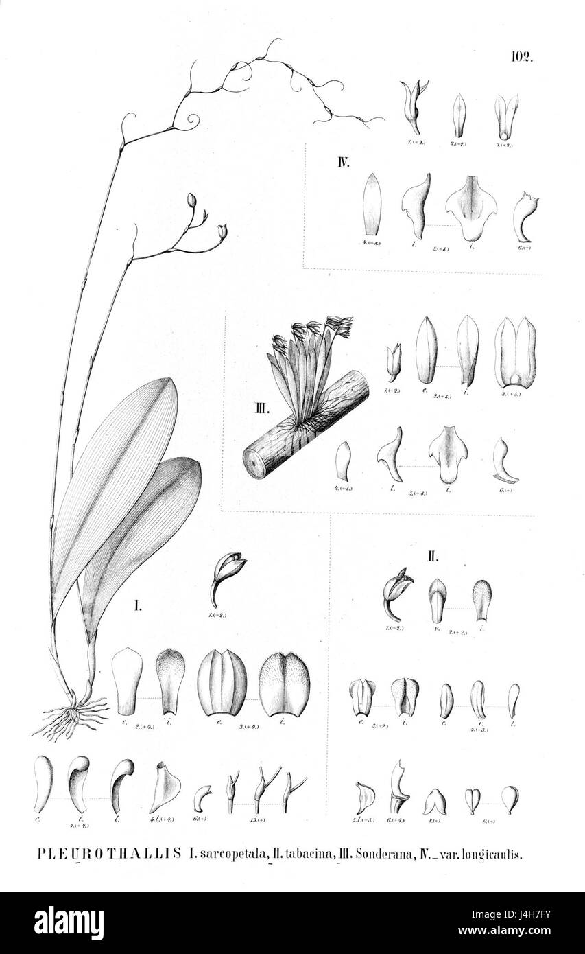 Cette référence botanique comprend les espèces Stelis sarcopetala, Stelis tabacina et Acianthera sonderiana, classées à l'origine comme espèces de Pleurothallis, avec des détails sur leurs caractéristiques florales et leur répartition. Banque D'Images