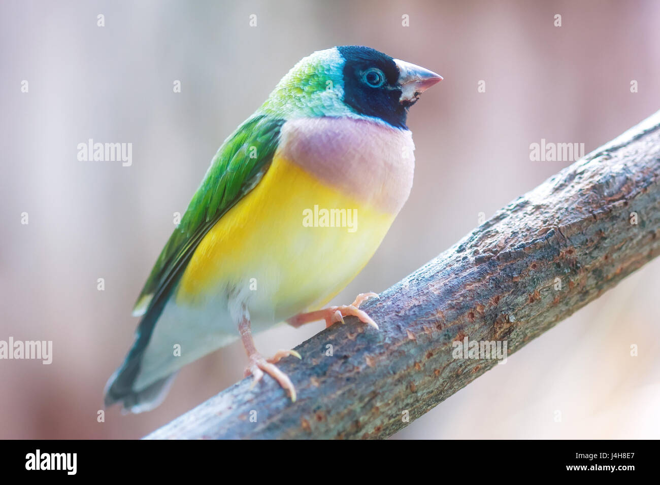 Gouldian finch (erythrura gouldiae), aussi connu sous le nom de Rainbow finch sur une branche, dans des tons pastel. Banque D'Images