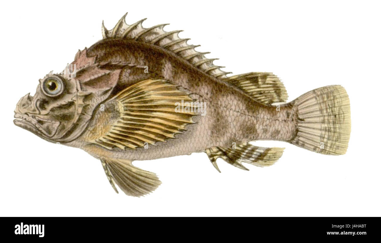 Scorpaenopsis gibbosa est une espèce de poisson-scories que l'on trouve dans la région Indo-Pacifique. Cette espèce est connue pour son aspect distinctif et ses épines venimeuses, souvent camouflées dans les récifs coralliens pour chasser les proies et éviter les prédateurs. Banque D'Images