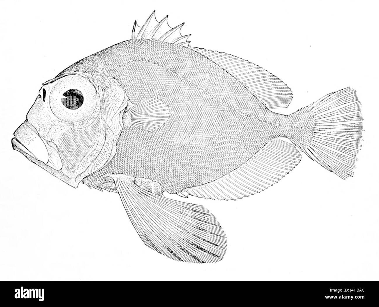 Stethopristes eos Banque D'Images