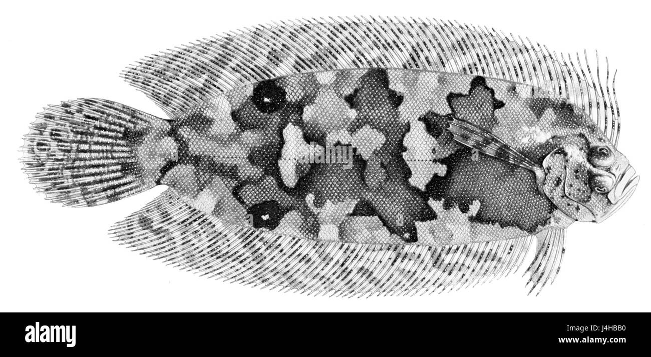 Samariscus corallinus Banque D'Images