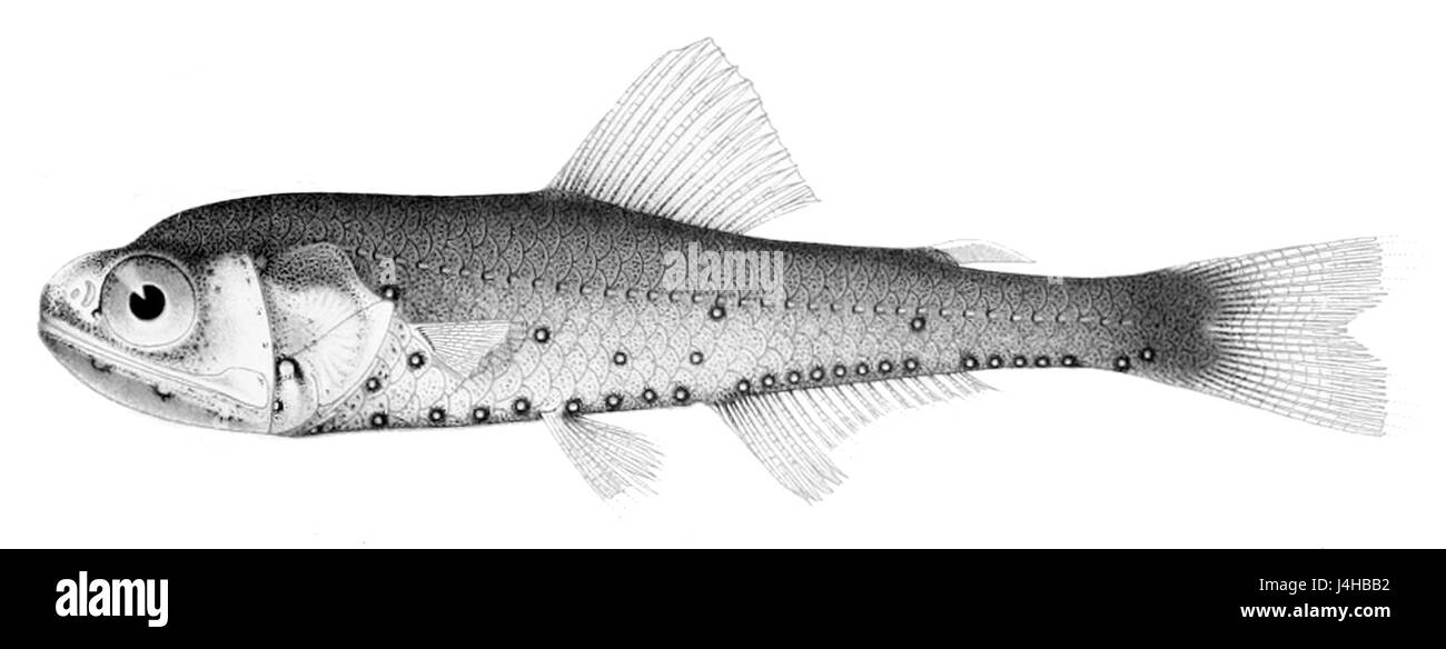 Symbolophorus evermanni Banque D'Images