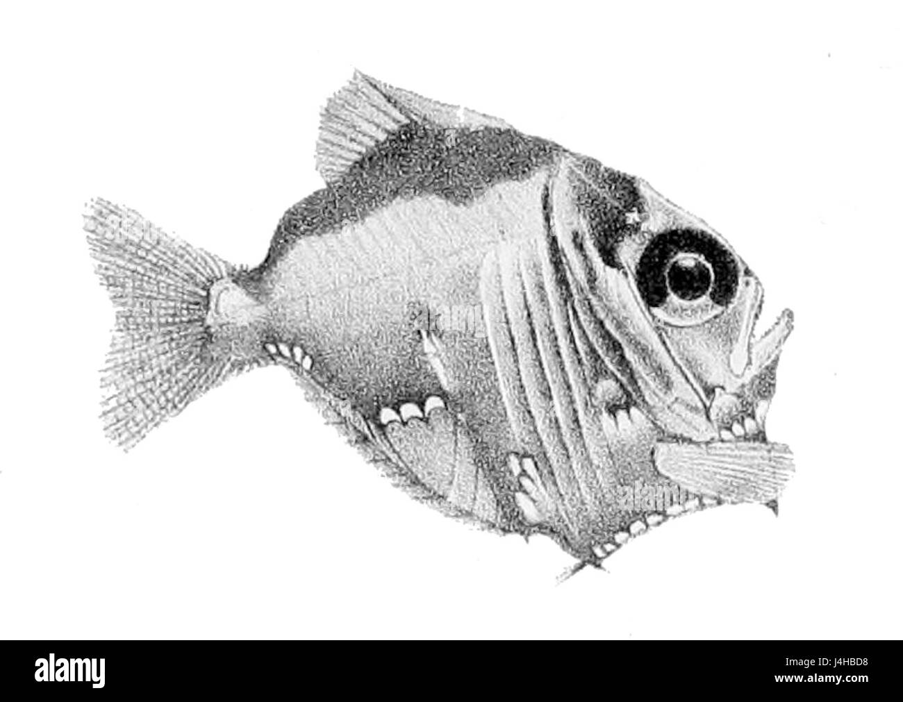 Le Sternoptyx diaphana, connu sous le nom de balayeuse vitreuse, est une espèce de poisson trouvée dans les eaux tropicales. Reconnaissable par son corps transparent, il fait partie de la famille des balayeuses de poissons, remarquée pour son apparence et son comportement uniques. Banque D'Images