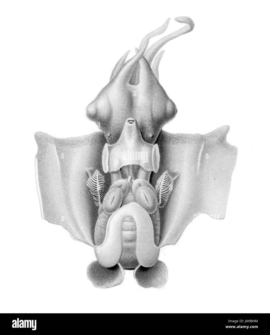 Spirula spirula, communément appelé calmar à corne de bélier, est disséqué dans cette image, montrant son anatomie interne et sa coquille unique en forme de spirale, un spécimen intéressant de biologie marine. Banque D'Images