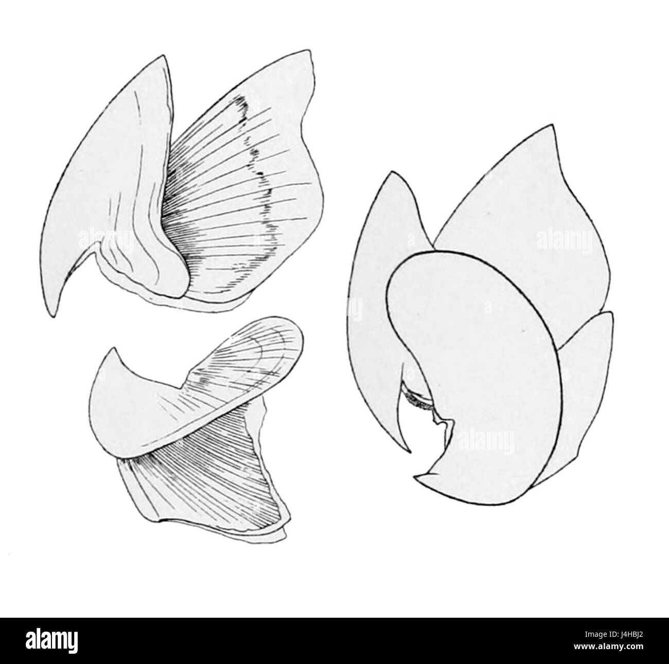 Sthenoteuthis pteropus Banque D'Images