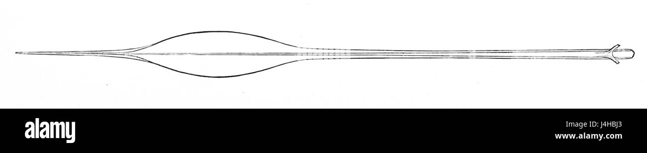 Borealis Taonius gladius Banque D'Images