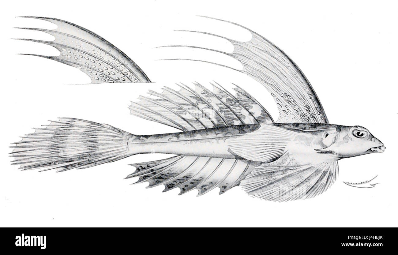 Synchiropus rameus, communément connu sous le nom de luciole violette, est une espèce de poisson libellule trouvée dans la région Indo-Pacifique. Il est reconnu pour sa coloration vibrante et est populaire dans les aquariums marins. Banque D'Images